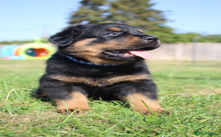 Rottweiler dogs - Advert 16