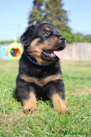 Rottweiler dogs - Advert 7