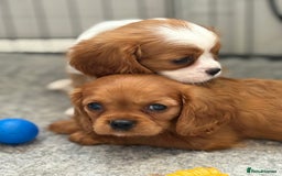 King Charles Spaniel dogs for sale: Beautiful cavalier puppies  - Image 31