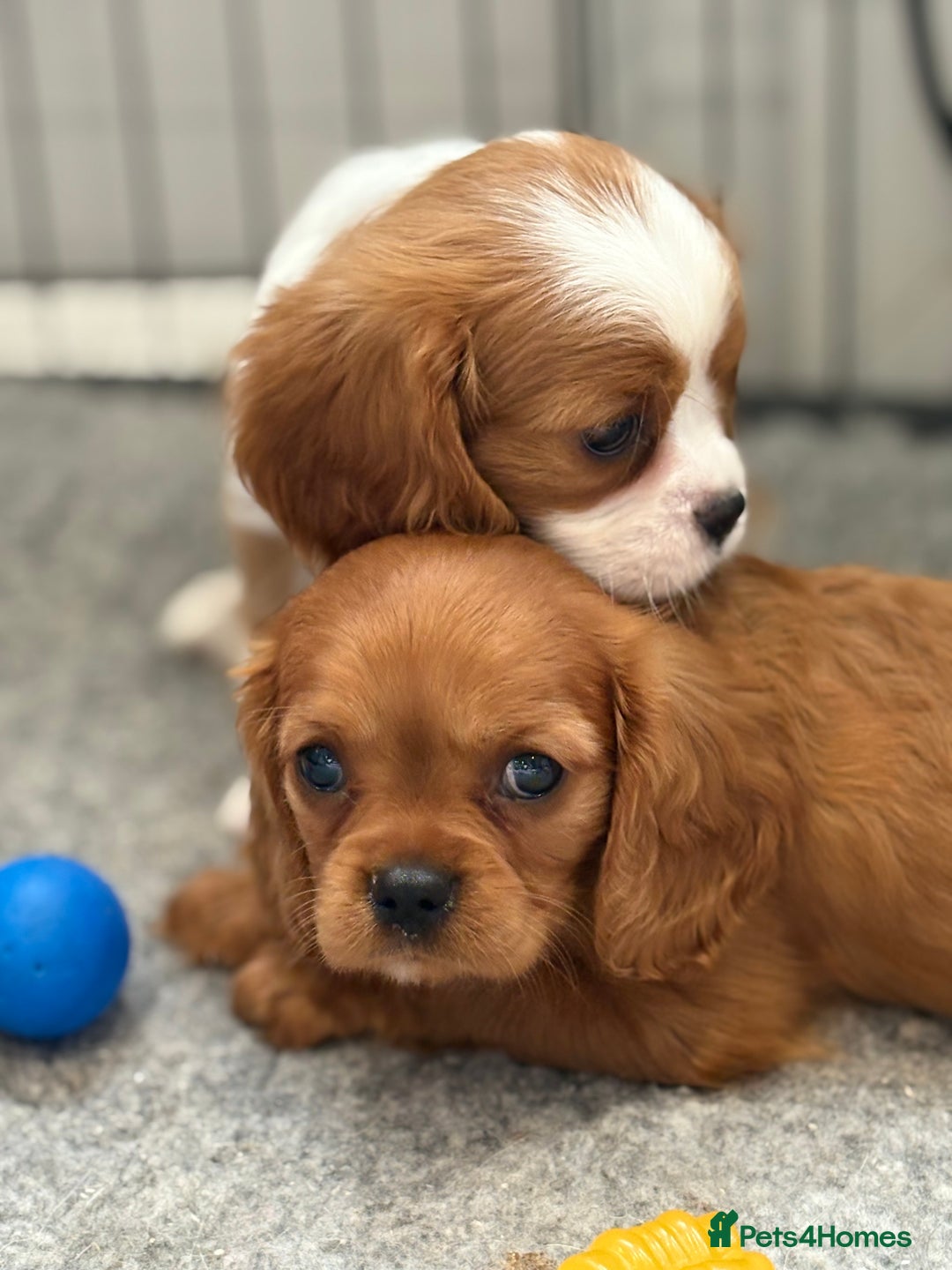 King Charles Spaniel dogs for sale: Beautiful cavalier puppies  - Image 31