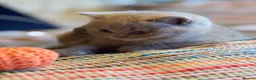 British Shorthair cats for sale: British Shorthair Girls - Advert 30