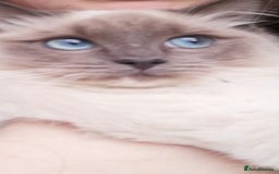 Ragdoll cats for sale: 2 x GCCF Registered Ragdolls for Sale - Image 2