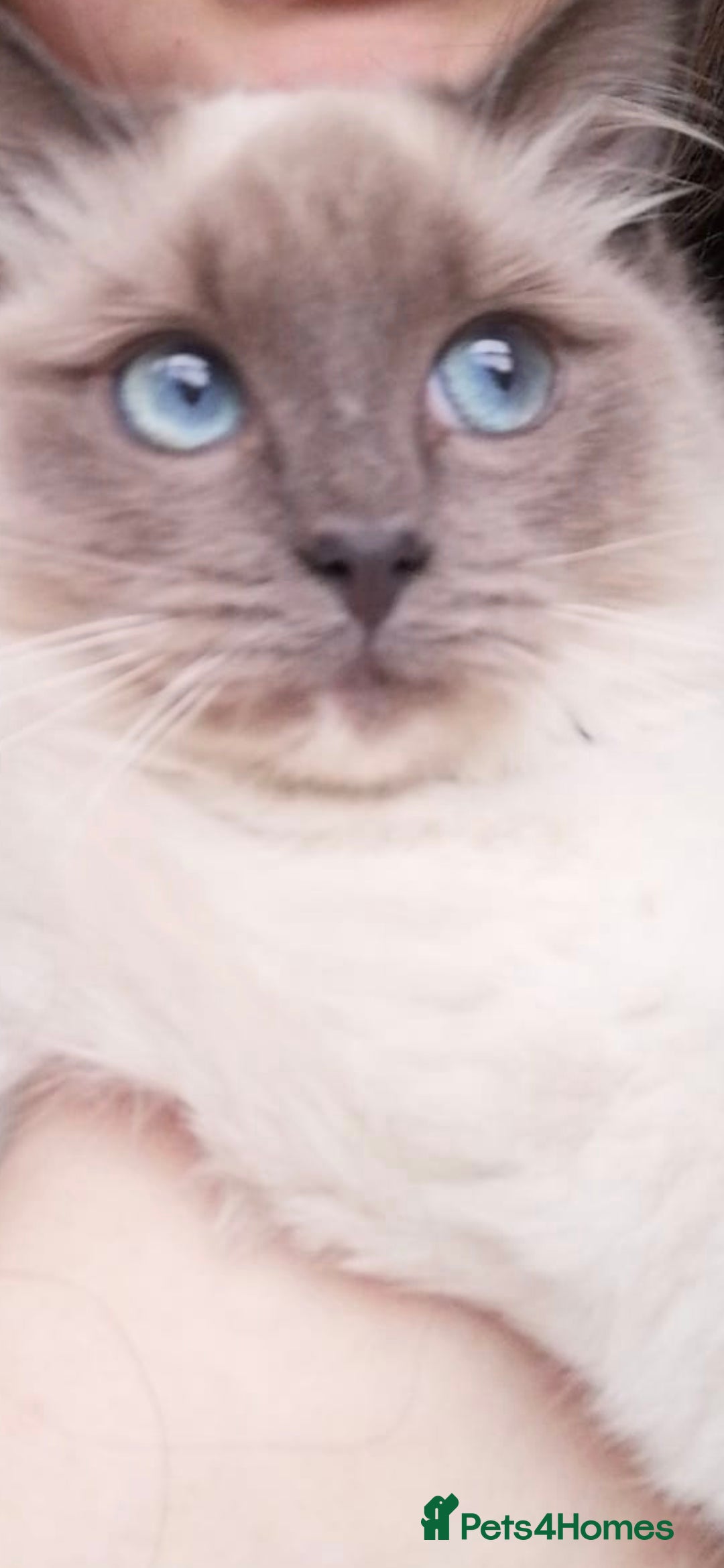 Ragdoll cats for sale: 2 x GCCF Registered Ragdolls for Sale - Image 2