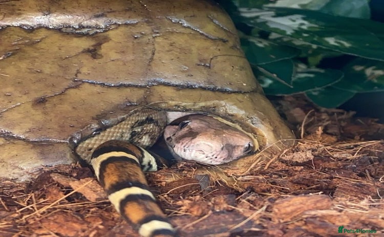 Snake reptiles - Advert 3