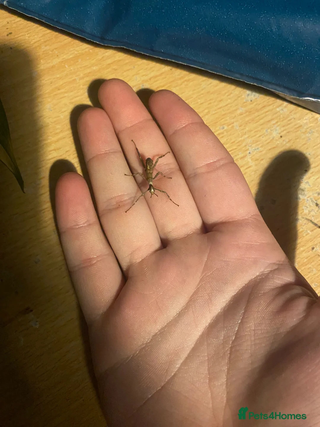 Mixed Breed invertebrates for sale: Giant prickly stick insects  in Basingstoke - Advert 1