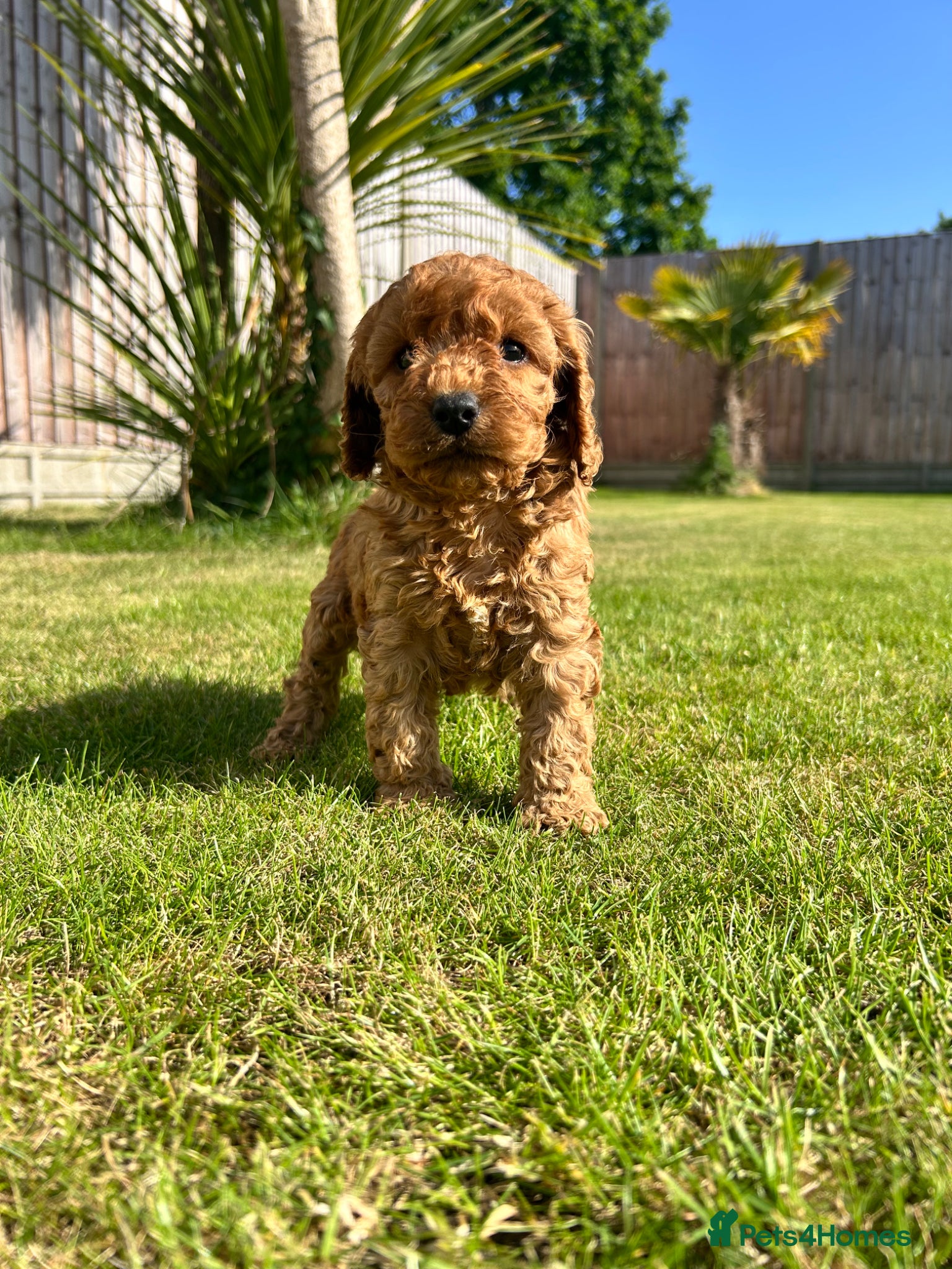 Cockapoo dogs F1 cockapoo puppies  - Advert 1
