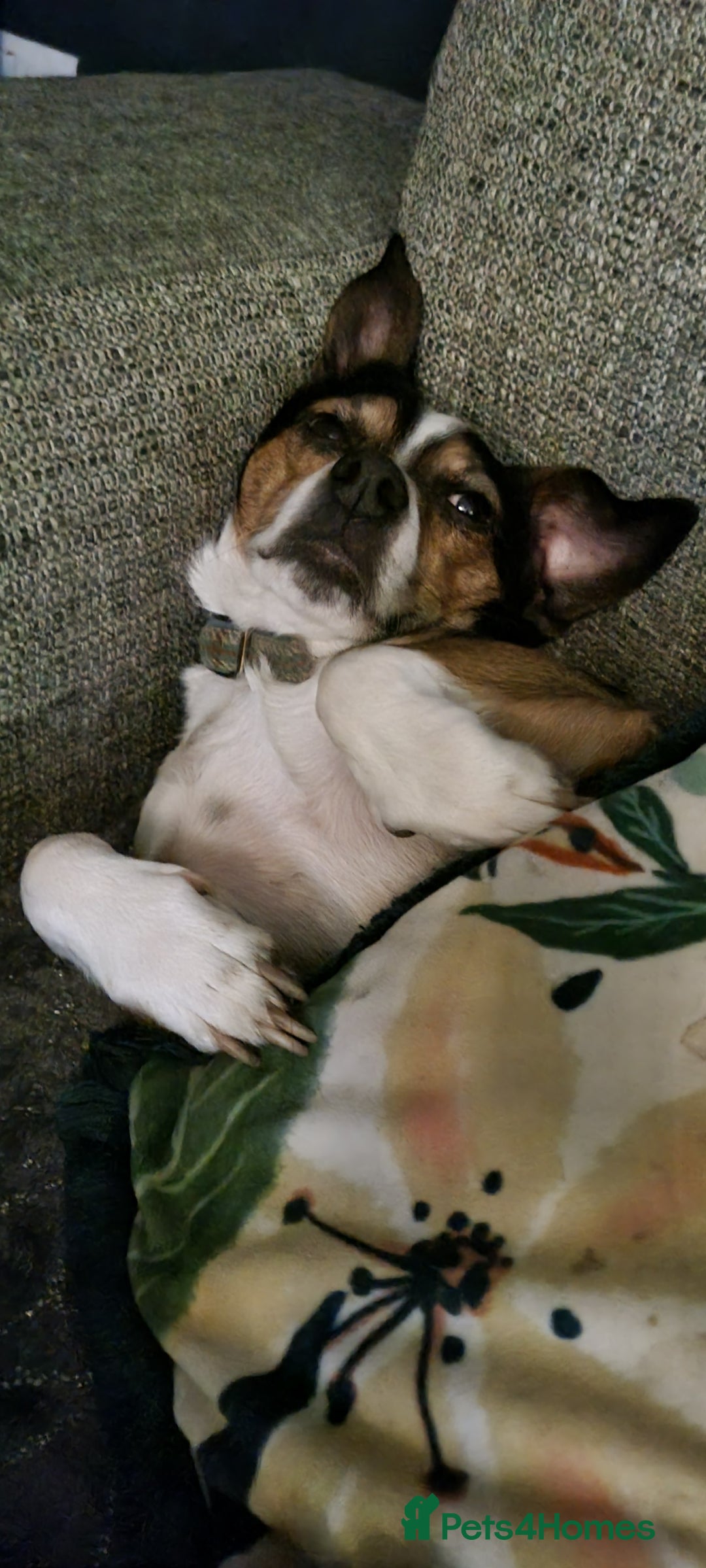Mixed Breed dogs for sale: 8 year old jack/chihuahua  - Image 2