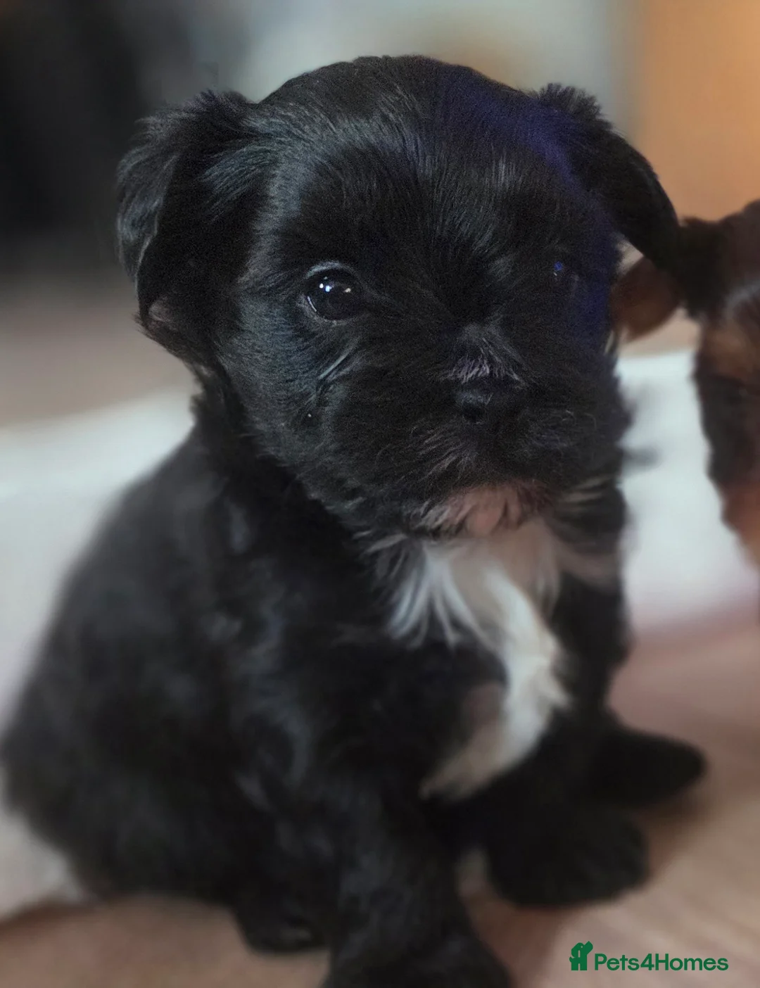 Yorkshire Terrier dogs for sale: Inka's 1st litter -Yorkshire terriers  - Advert 3