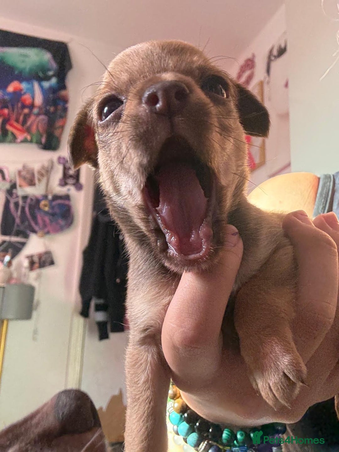 Mixed Breed dogs for sale: chihuahua mixed breed - Advert 11