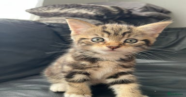 Mixed Breed cats - Advert 13