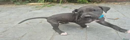 Presa Canario dogs for sale: Presa Canario Puppies ♥️  - Advert 4