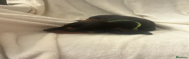 Dachshund 2