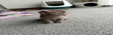 British Shorthair Kitten 3