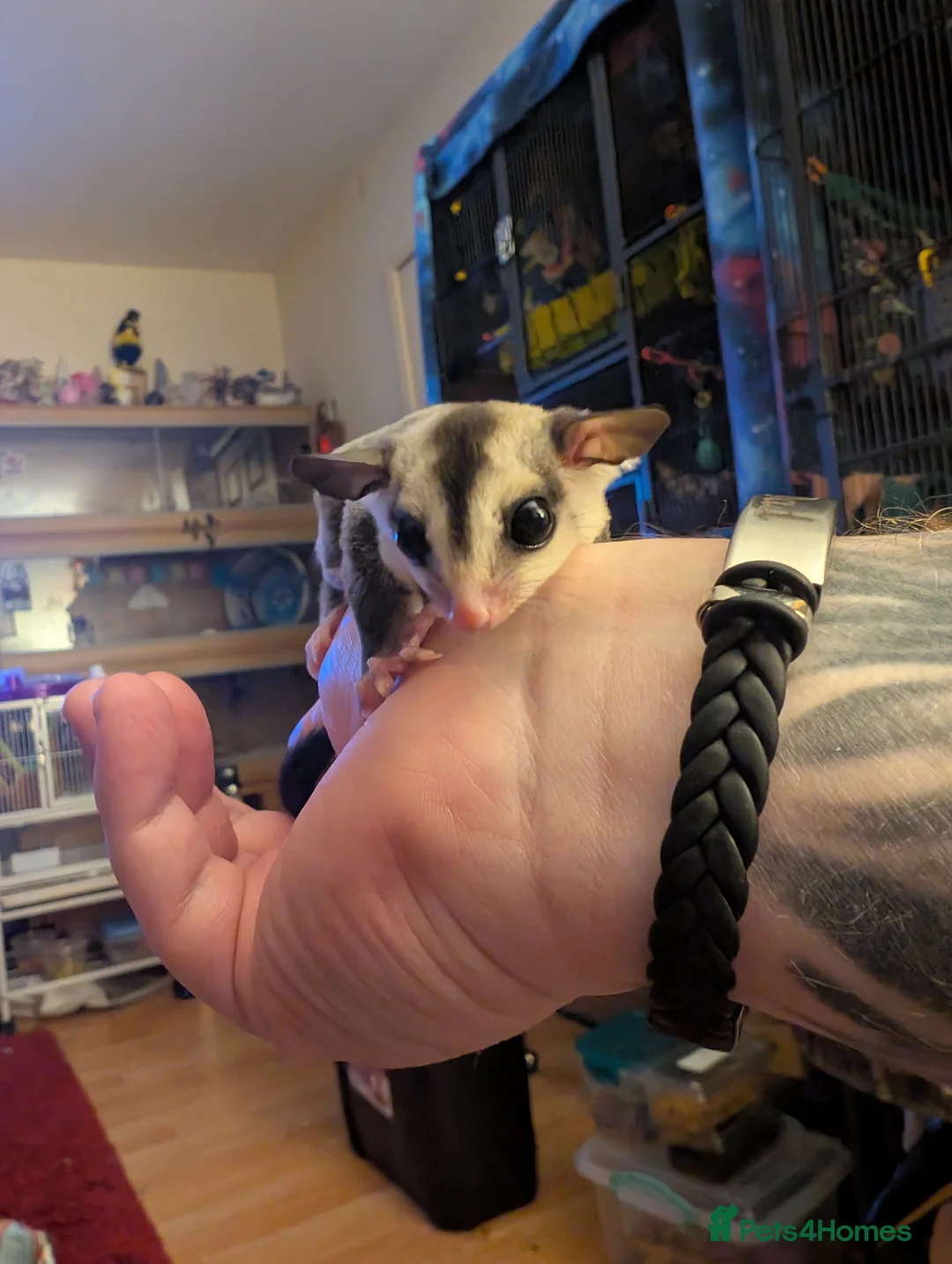 Sugar Glider rodents for sale: Sugar glider female - Advert 1