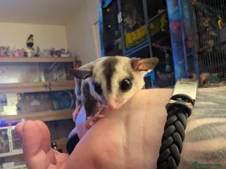 Sugar Glider rodents Sugar glider female - Advert 3