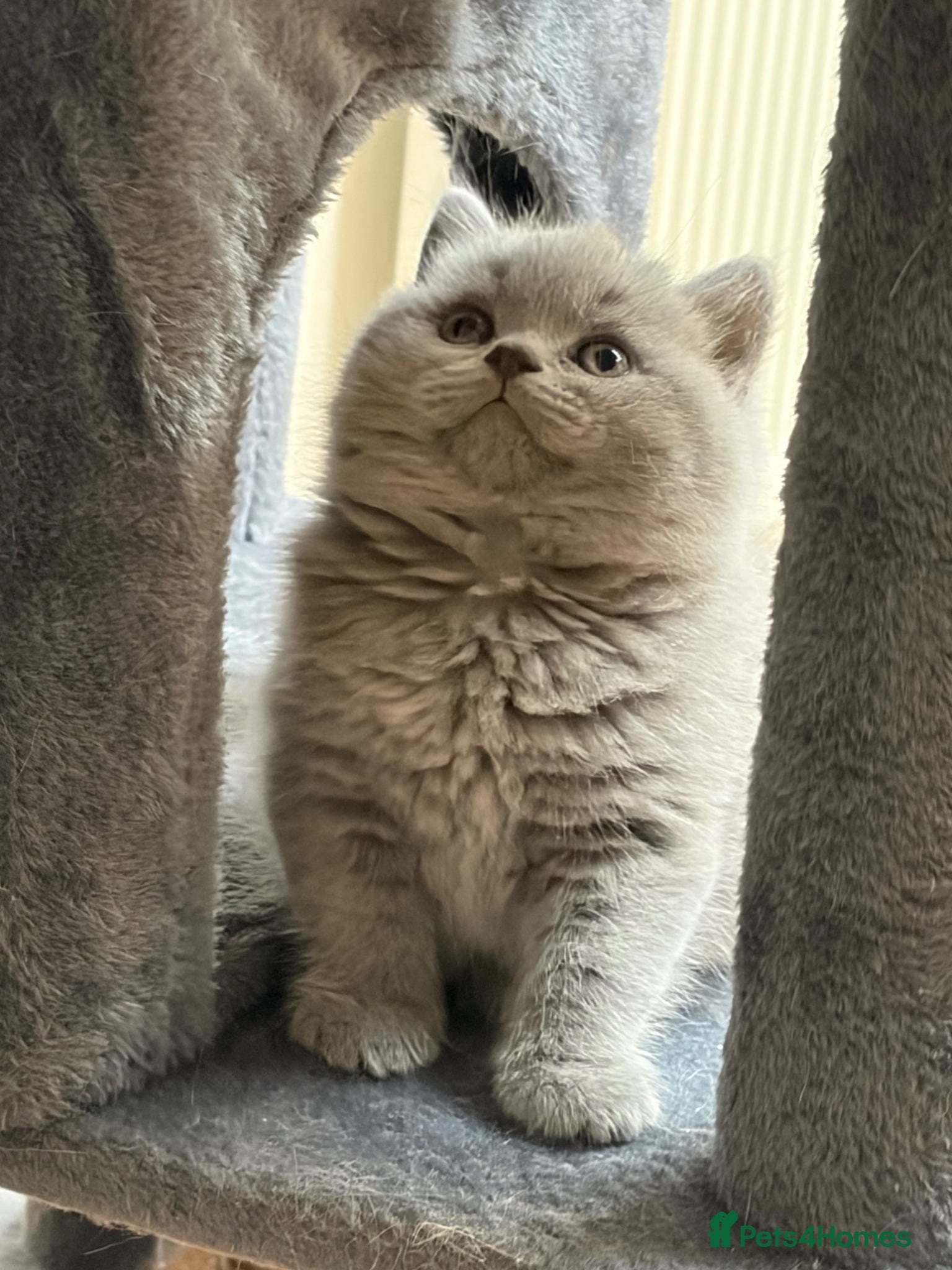 British Shorthair cats £950 Quality GCCF Pure Pedigree British Shorthair - Advert 1
