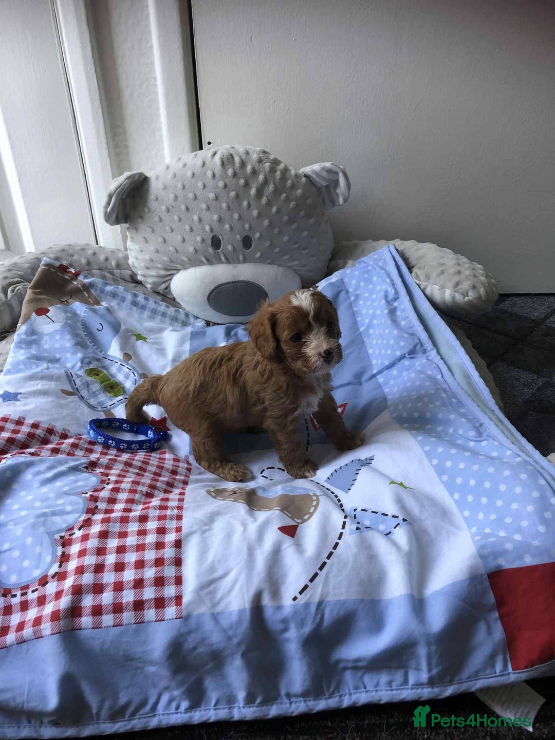 Cavapoo dogs for sale: Beautiful F1 Cavapoo puppies  - Image 15