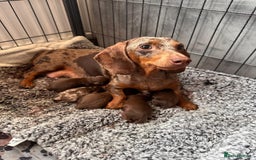 Dachshund dogs for sale: x2 Miniature Dachshund pups for sale  - Image 1
