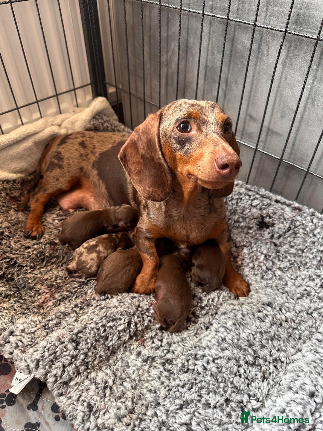 Dachshund dogs for sale: x2 Miniature Dachshund pups for sale  - Image 1