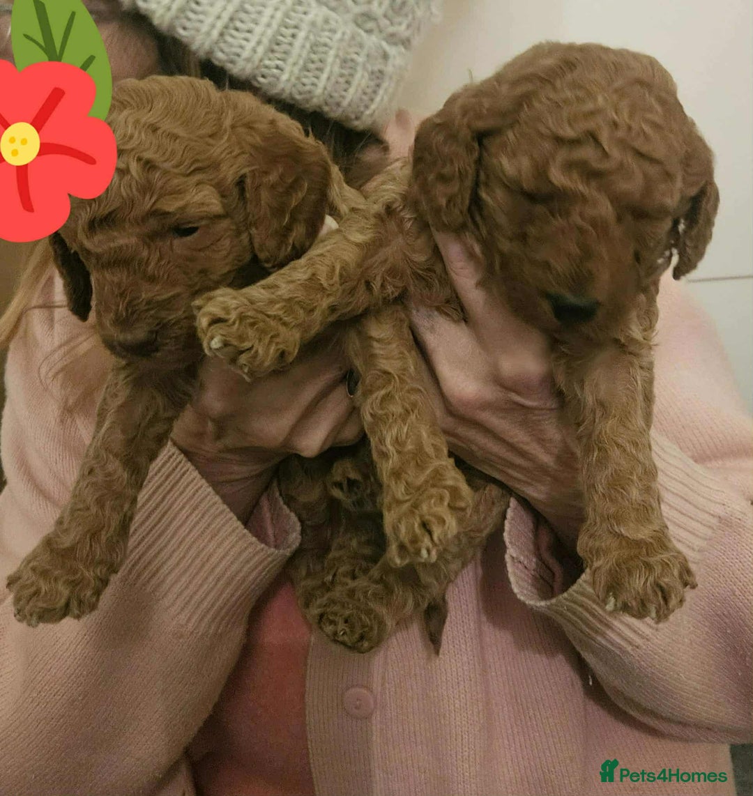 Poodle dogs for sale: miniature poodle puppies for sale (READY NOW ) - Advert 5