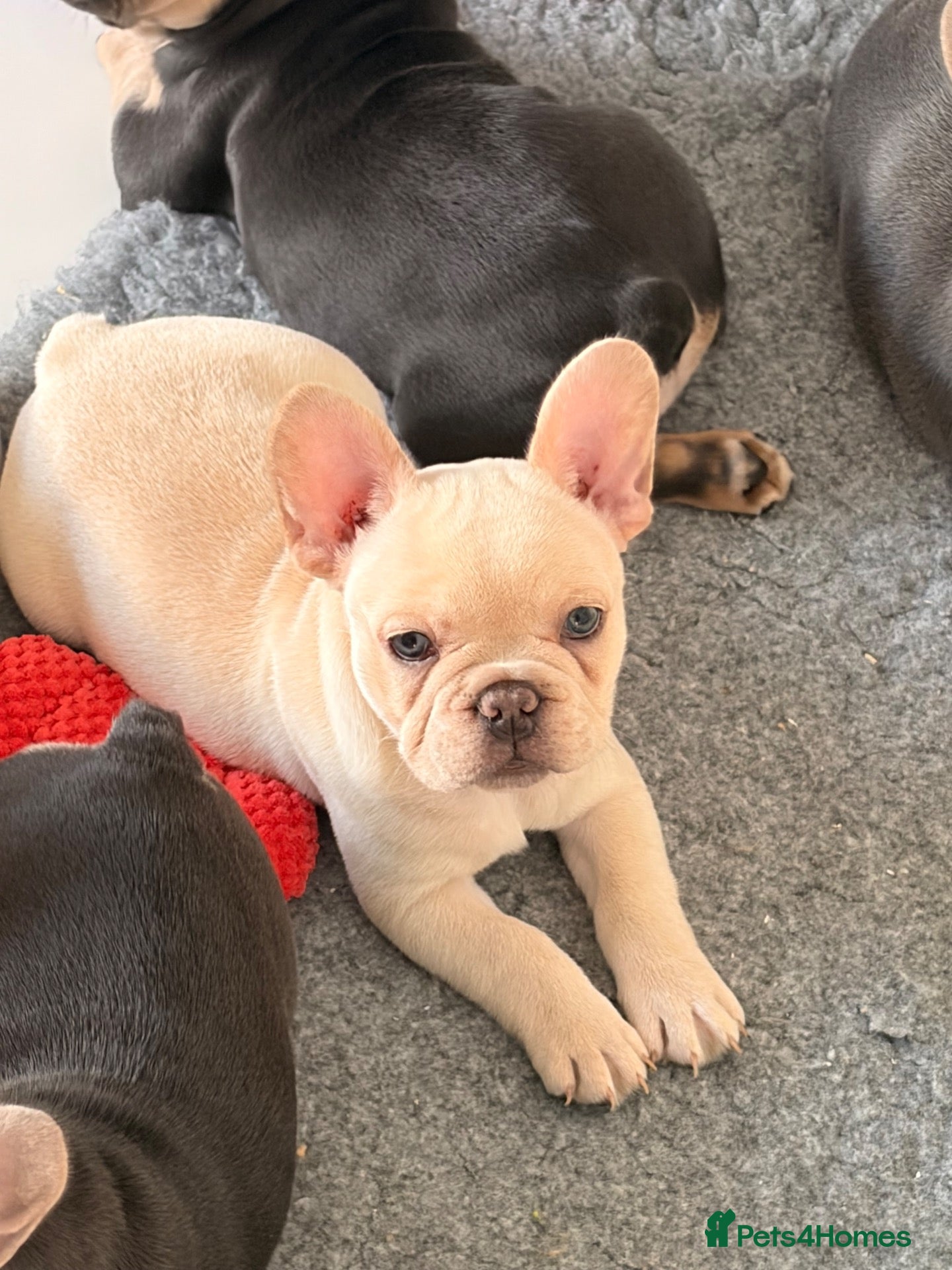 French Bulldog dogs for sale: French bulldog puppies  - Advert 12