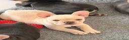French Bulldog dogs for sale: French bulldog puppies  in Newport - Advert 1