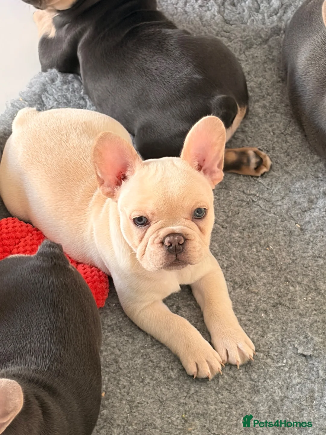 French Bulldog dogs for sale: French bulldog puppies  in Newport - Advert 1