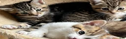 Mixed Breed cats for sale: beautiful kittens  in Slough - Advert 6