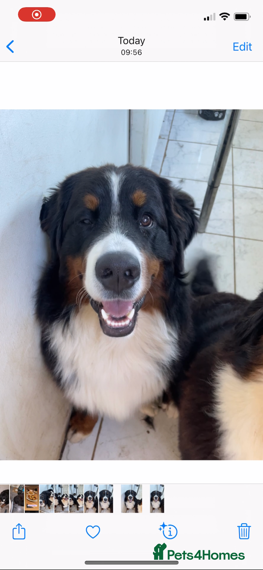 Bernese Mountain Dog dogs for sale: Family pets looking for forever home  - Advert 7