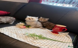Ragdoll cats for sale: 🐾Fluffy Little Dreamers Are Here!🐈 - Image 16