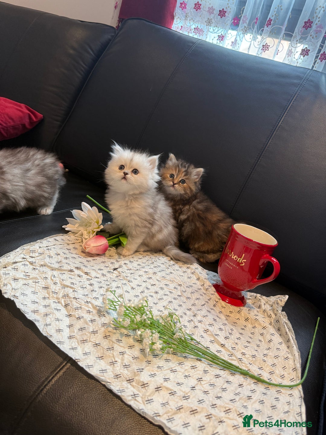 Ragdoll cats for sale: 🐾Fluffy Little Dreamers Are Here!🐈 - Image 16
