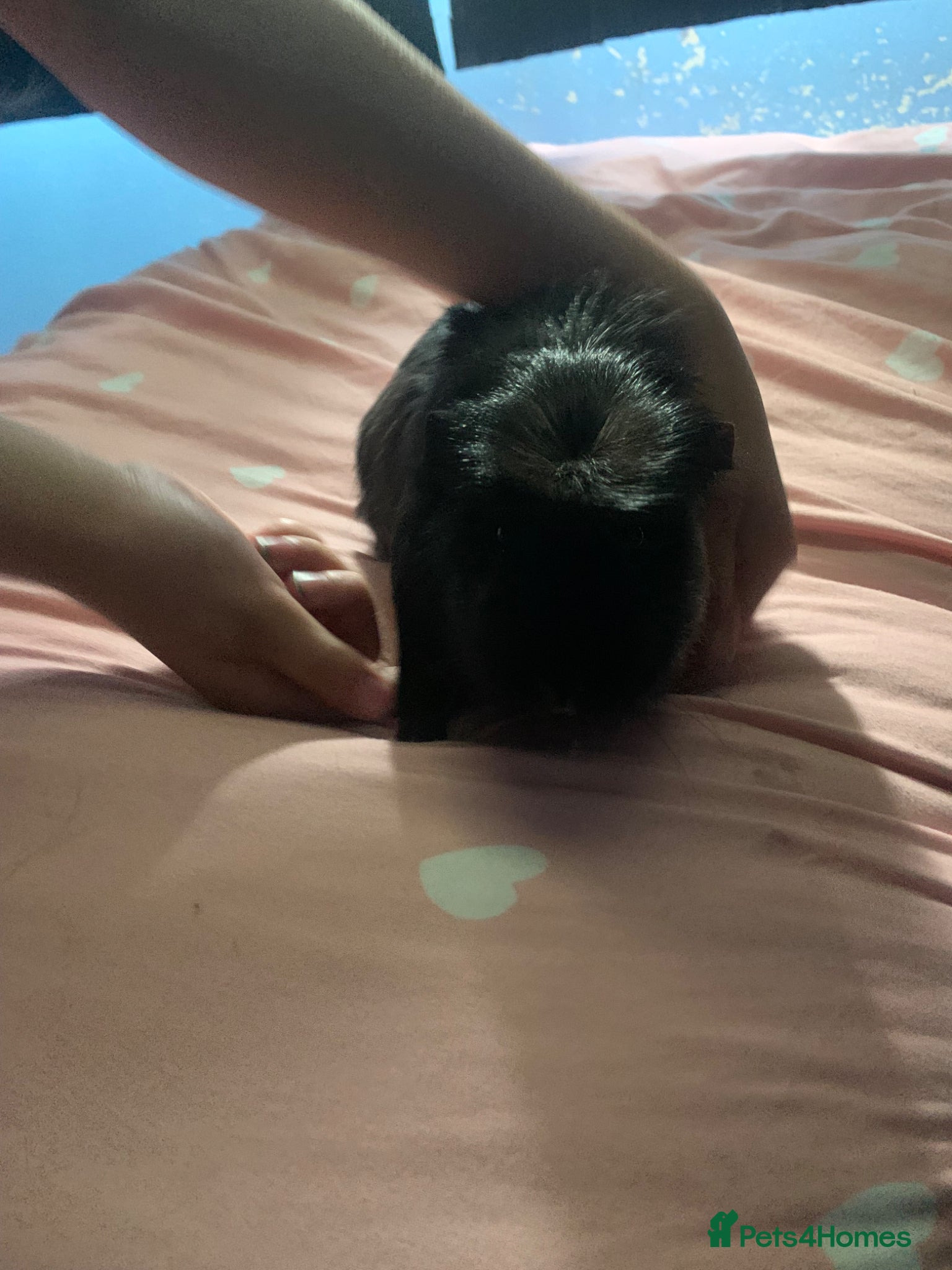 Guinea Pig rodents Male Guinea pig 14 months old  - Advert 12