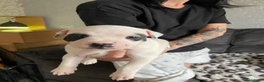 Staffordshire Bull Terrier 3