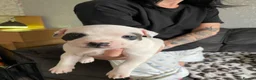 Staffordshire Bull Terrier dogs for sale: Lovely staff pups  - Advert 10