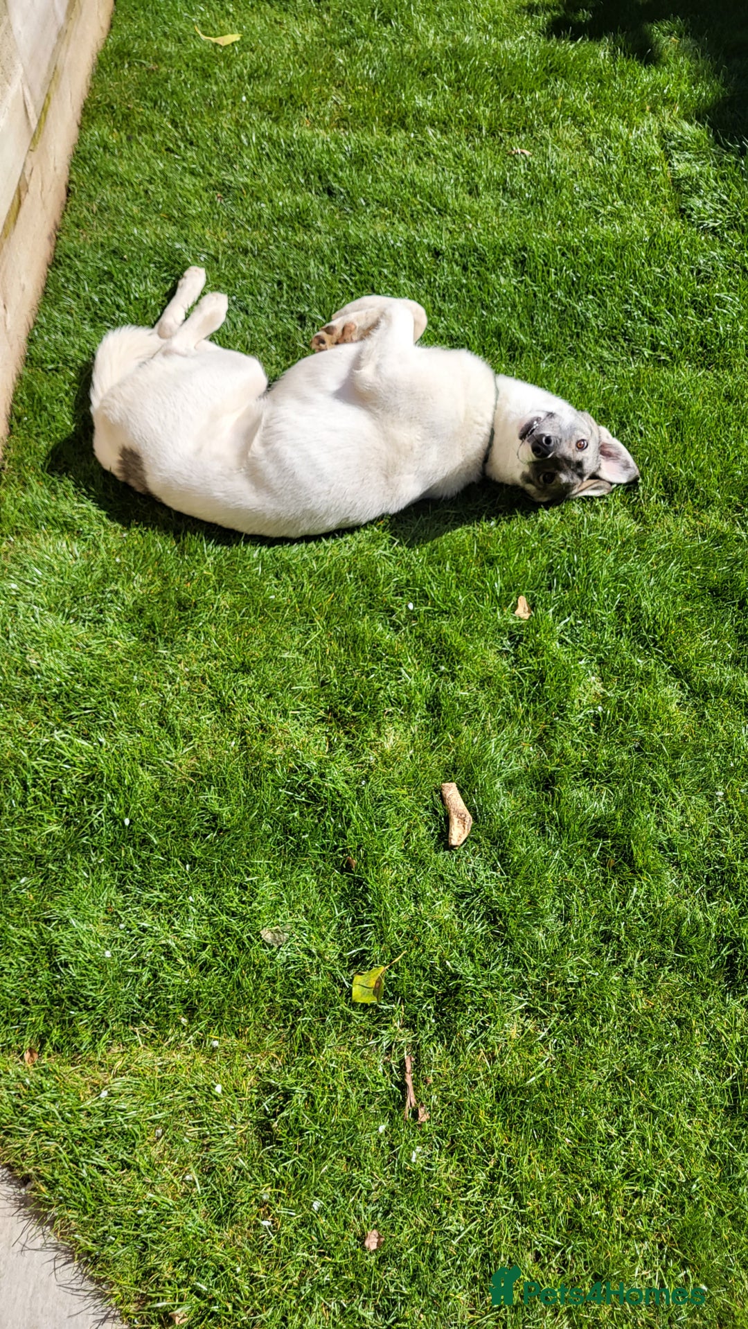 Siberian Husky dogs for sale: Our amazing Siberian Husky "Rocky" - Advert 8