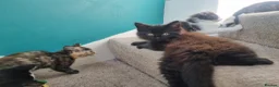 Mixed Breed cats for sale: Beautiful 😍 kittens ready to leave £50 in Wembley - Advert 6