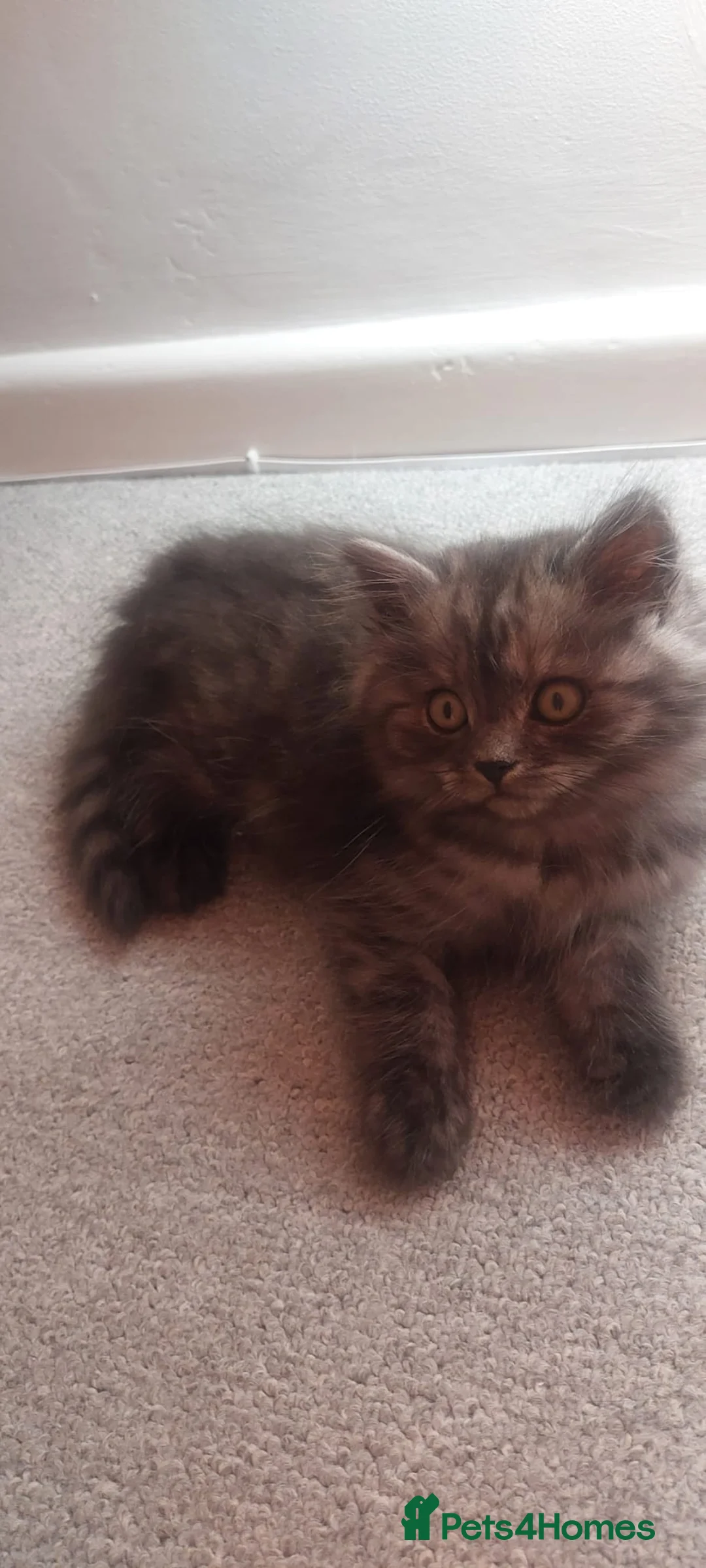 British Longhair cats for sale: Male british longhair - Advert 2
