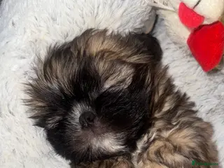 Shih Tzu dogs 🩷 QUALITY SHIH TZU PUPPIES, Ready 14th February🩷 - Advert 4