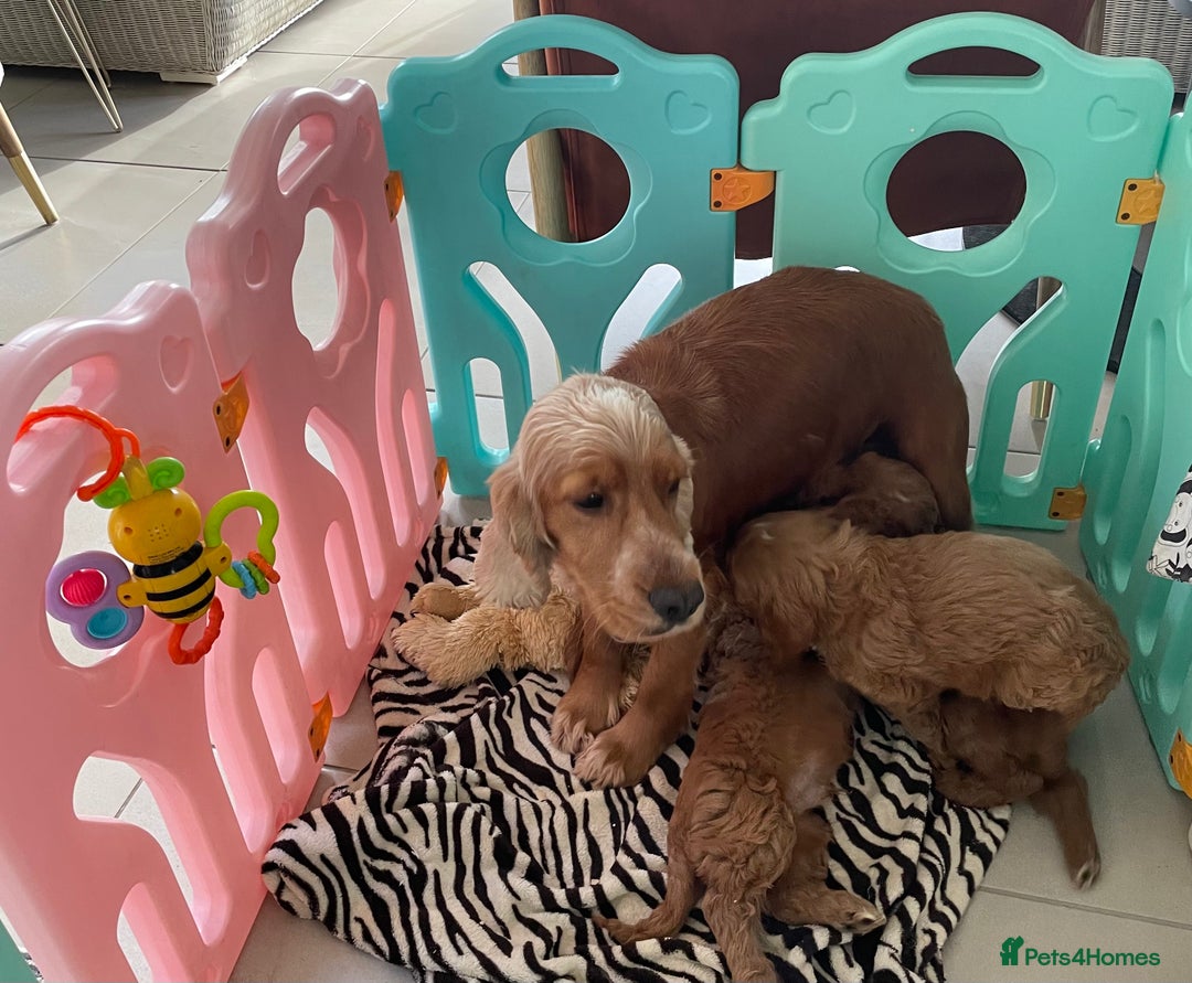 Cockapoo dogs for sale: F1 MINIATURE COCKAPOO PUPPIES DNA HEALTH TESTED  - Advert 8