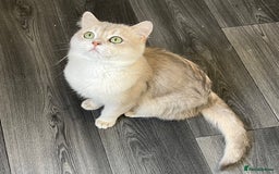 British Shorthair cats for sale: Active Blue Golden Tipped British Shorthair MARCUS - Image 4