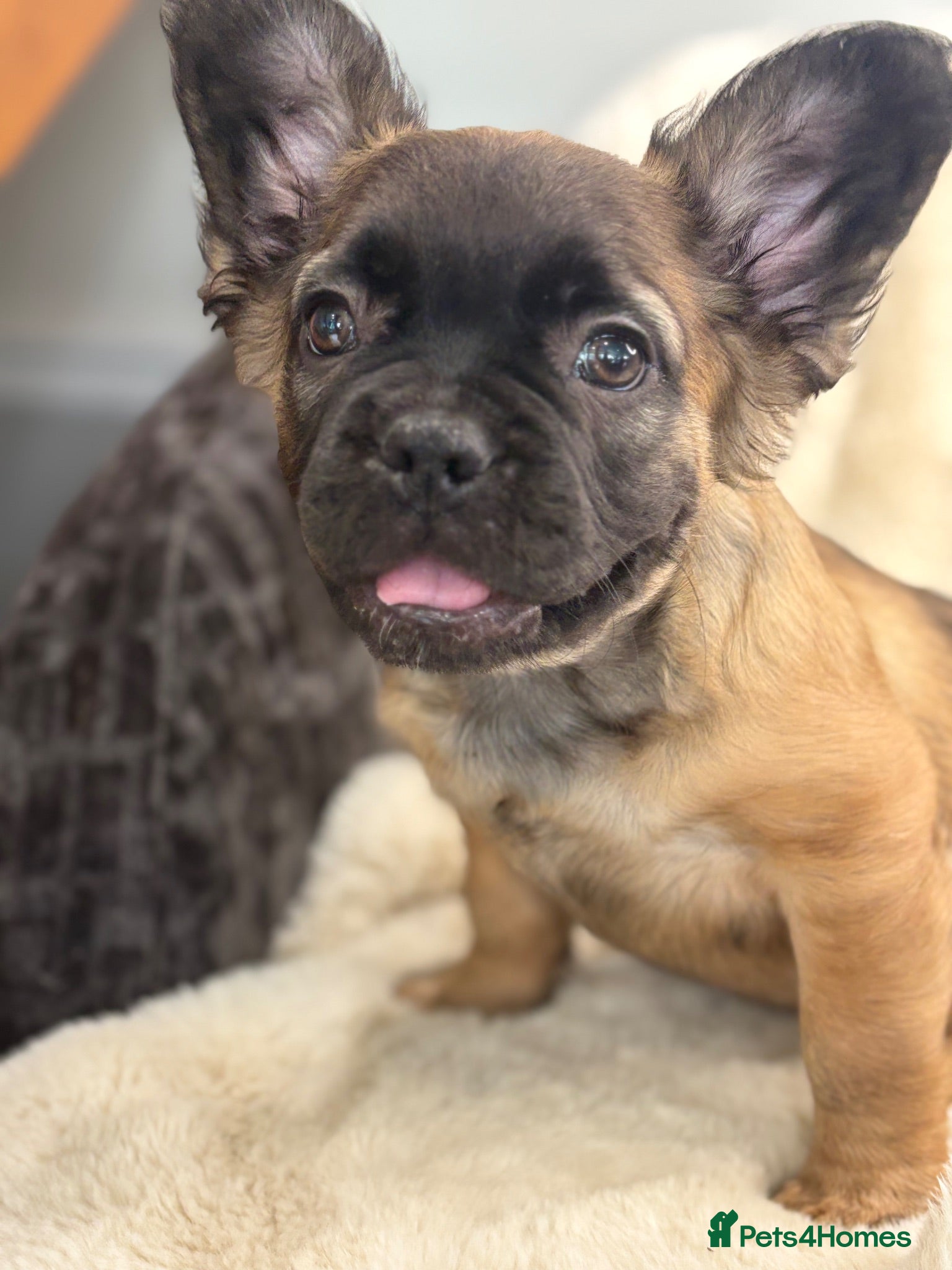 French Bulldog dogs Top quality fluffy French bulldog puppies  - Advert 2