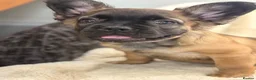 French Bulldog dogs for sale: Top quality fluffy French bulldog puppies  - Advert 12