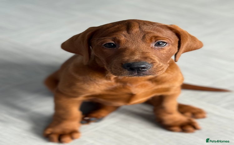 Labrador Retriever dogs - Advert 11