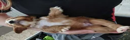 Cocker Spaniel dogs for sale: KC registered working Cocker Spaniel pups for sale - Advert 13