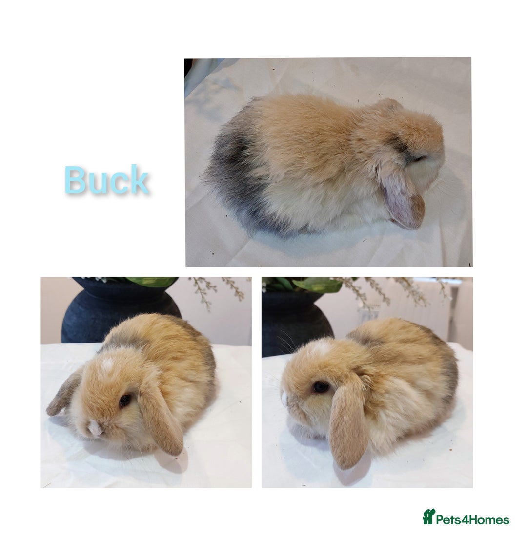 Mini Lop rabbits for sale: Stunning Mini Lop Baby Rabbits - Advert 6