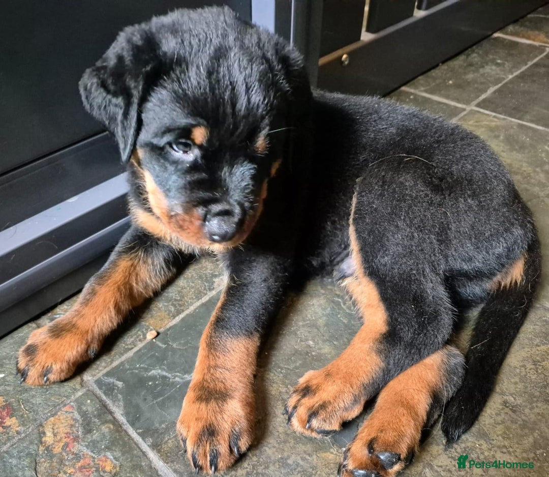 Rottweiler dogs for sale: Rottweiler Puppies in Great Yarmouth - Image 22