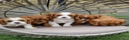 Cavalier King Charles Spaniel dogs for sale: Cavalier King Charles Spaniel! - Advert 4