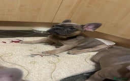 French Bulldog dogs for sale: Lilac bluefawn Frenchbulldog puppies ready to go   - Image 9