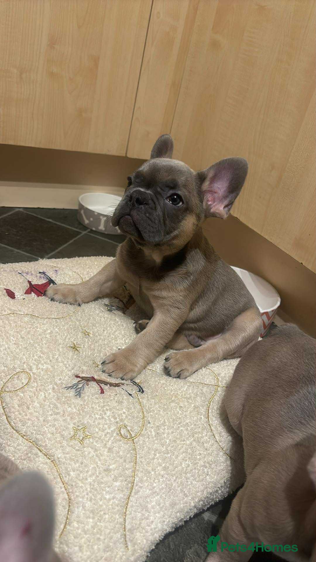 French Bulldog dogs for sale: Lilac bluefawn Frenchbulldog puppies ready to go   - Image 9