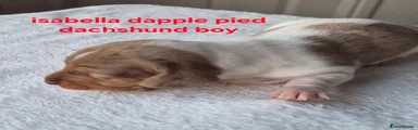 Isabella dapple pied boy